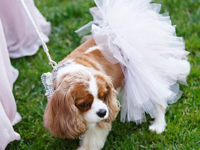 Pets-in-Weddings-Frances-Marron